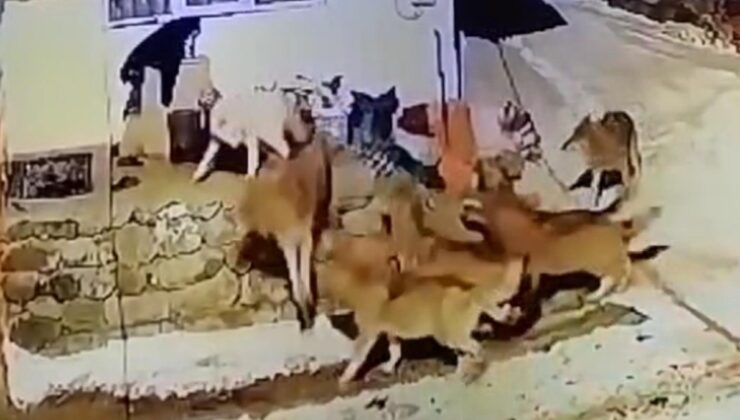 Ardahan’da çoban köpeği kurt sürüsüne tek başına karşı koydu