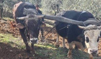 Aydın dağlarının sarp arazisinde eski usul tarım yapılıyor