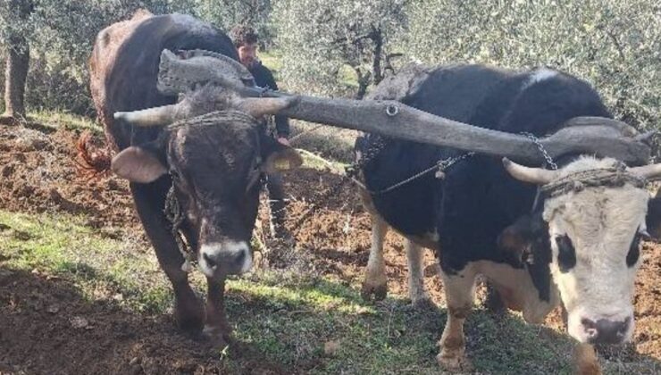 Aydın dağlarının sarp arazisinde eski usul tarım yapılıyor