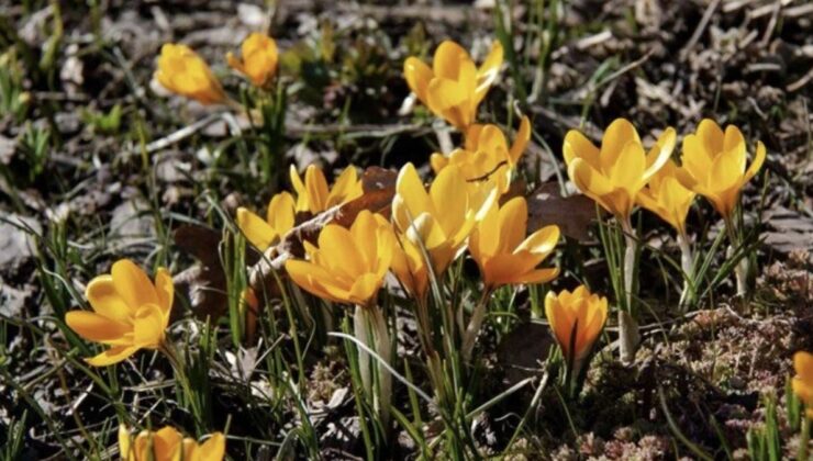 ‘Baharın müjdecisi’ olarak biliniyor: Erken çiçek açtı