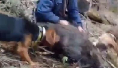 Bilecik’te 70 yaşındaki avcı, yaban domuzunu elleriyle yakaladı