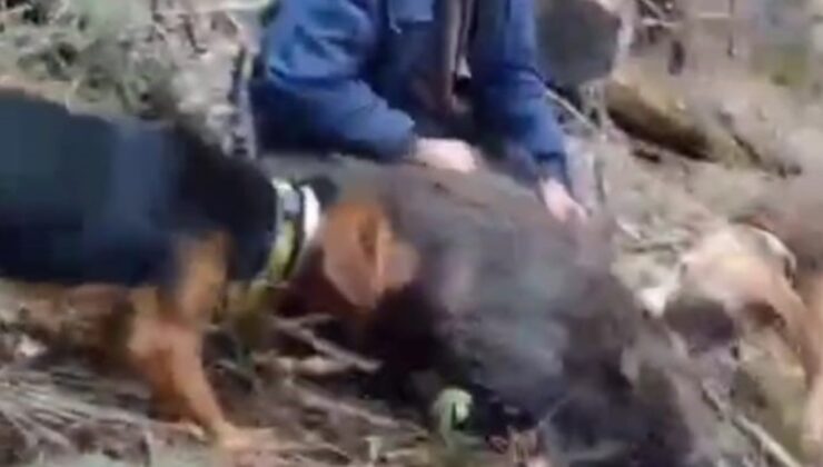 Bilecik’te 70 yaşındaki avcı, yaban domuzunu elleriyle yakaladı