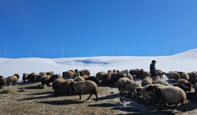 Bitlis Sütey Yaylası’nda çiftçilerin zorlu kış mesaisi