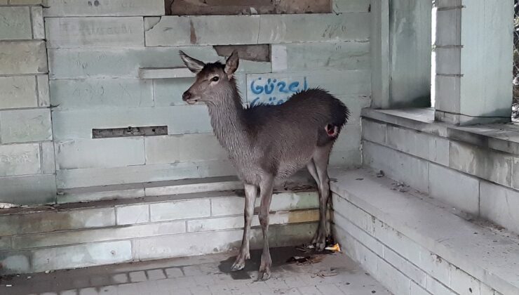 Bolu’da yavru karaca sokak köpeklerinin saldırısına uğradı