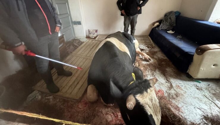 Burdur’da kaçan tosun penceresini kırarak girdiği eve hasar verdi