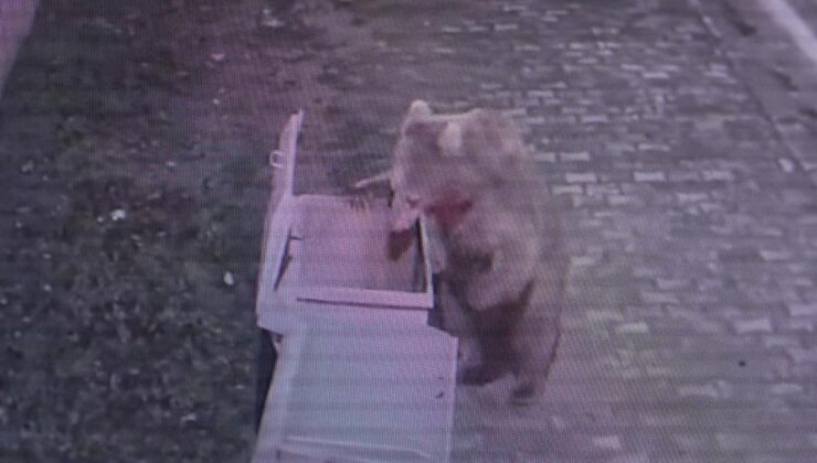 Bursa’da firari ayı paniği: Minarelerden anonslar yapıldı