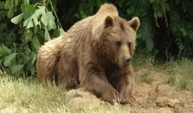 Bursa’da kaçan bozayı, 30 kişilik ekip tarafından aranıyor