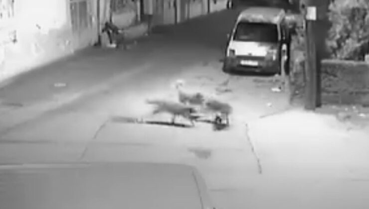 Bursa’da sahipsiz köpeklerin kediyi parçaladığı anlar kameralara yansıdı