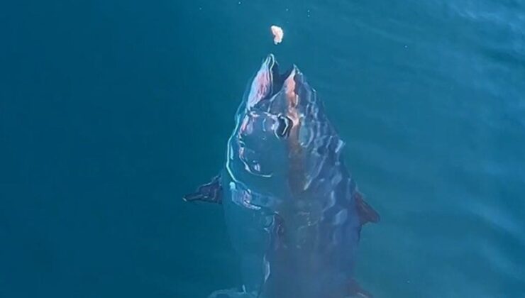 Çanakkale’de denizde dev orkinosu görenler şaşkınlığını gizleyemedi