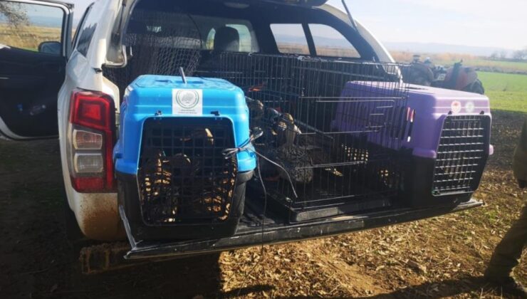 Çanakkale’de kaçak av operasyonu: 70 bin lira ceza kesildi