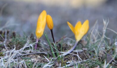 Çorum’da baharın müjdecisi çiğdemler erken açtı