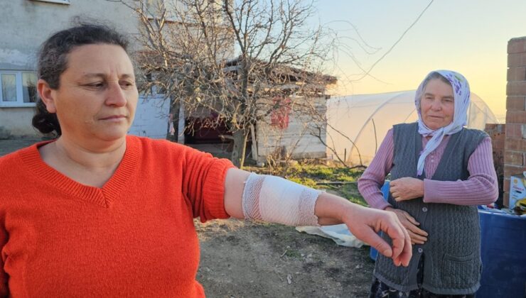 Çorum’da köpek saldırısı: 3 kişi yaralandı