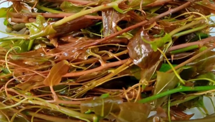 Dikenlerin arasında yetişiyor, kavurdukça şifa akıyor…