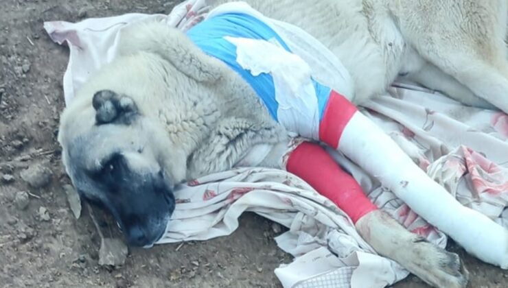 Elazığ’da avcıların tüfekle vurduğu 2 kangaldan biri telef oldu