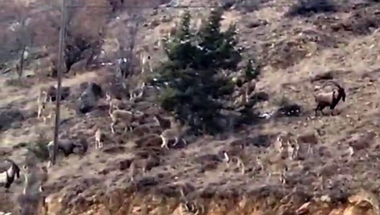 Gümüşhane’de yaban keçileri görüntülendi
