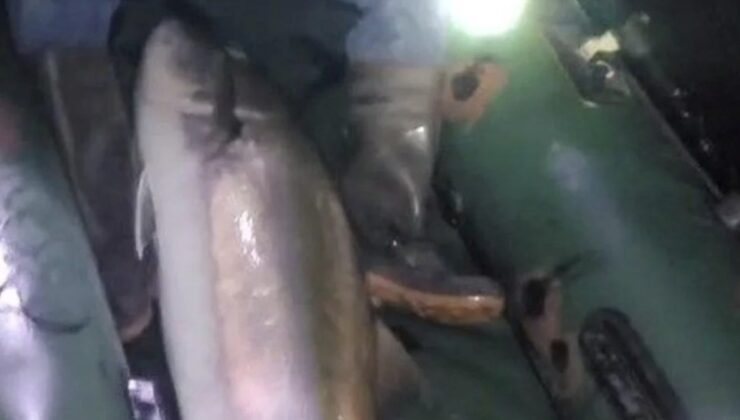 Hatay’da 2 kişi 2 saatte zor yakaladı: Tam 50 kilogram ağırlığında