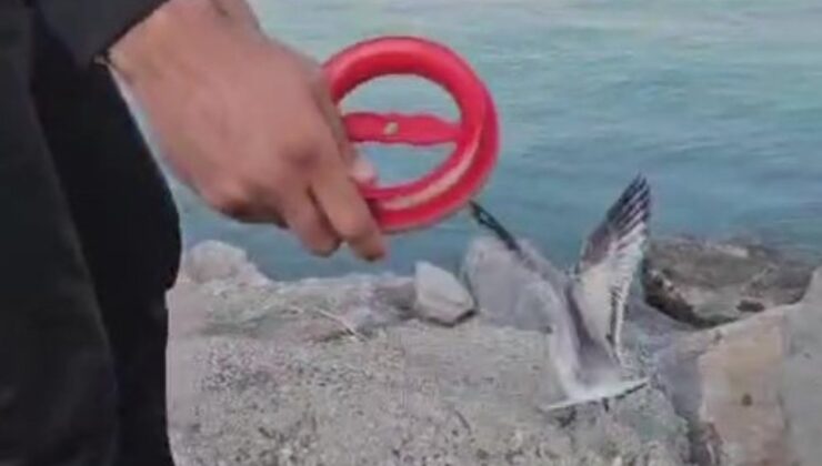 Hatay’da balıkçının oltasına martı takıldı