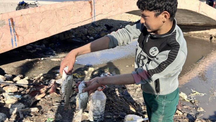 Hatay’da evden getirdikleri perdeyle kanalda balık yakaladılar