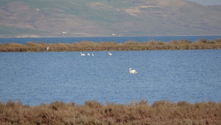 İklim değişikliği etkisi: Çanakkale’deki kuş popülasyonu arttı