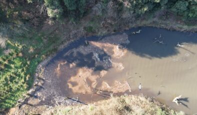 İstanbul’da atık su dökülen gölde binlerece balık ölüsü kıyıya vurdu