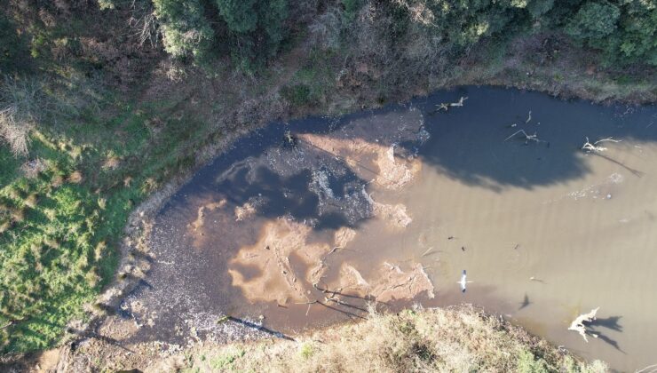 İstanbul’da atık su dökülen gölde binlerece balık ölüsü kıyıya vurdu