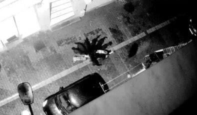 İstanbul’da başıboş köpek dehşeti: Kediyi parçaladılar