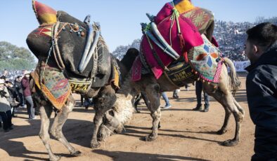 İzmir’de ‘Selçuk Efes Deve Güreşi Festivali’ renkli geçti