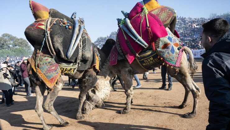 İzmir’de ‘Selçuk Efes Deve Güreşi Festivali’ renkli geçti