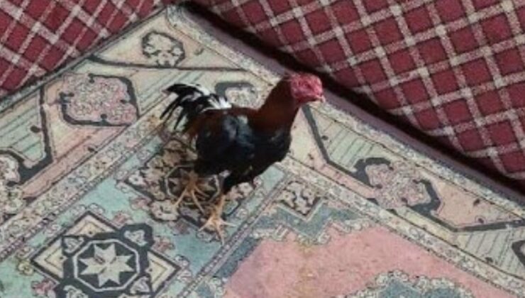 Karabük’te horoz dövüştüren 26 kişiye 280 bin lira para cezası