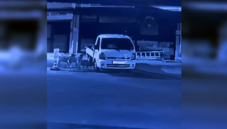 Kastamonu’da başıboş köpekler kamyonu parçaladı