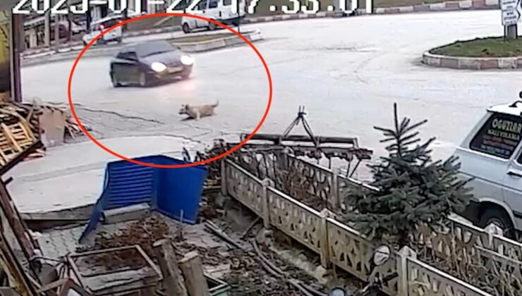 Kastamonu’da köpeğe çarpan sürücünün umursamazlığı kameralara yansıdı