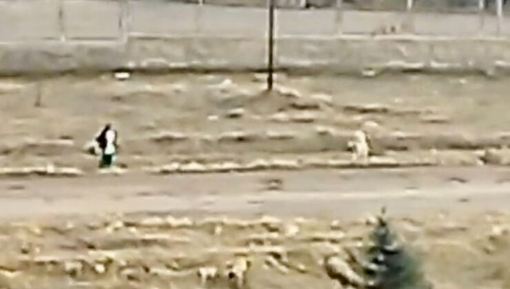 Malatya’da küçük çocuk sokak köpeklerinin saldırısına uğradı