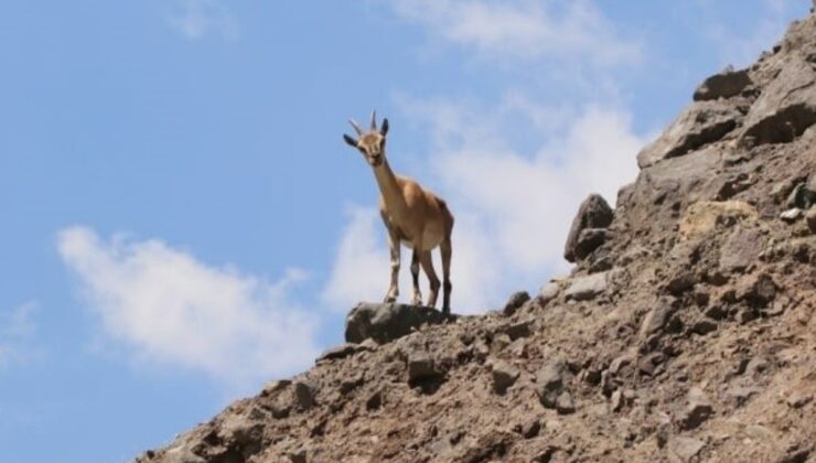 Malatya’da yaban keçisi avına 661 bin lira ceza kesildi