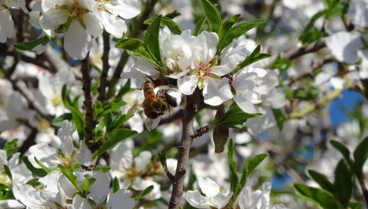 Mersin’de iklim değişikliği badem ağaçlarına 1,5 ay erken çiçek açtırdı