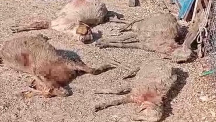 Mersin’de sokak köpeği dehşeti: Çiftçinin 26 keçisini telef etti