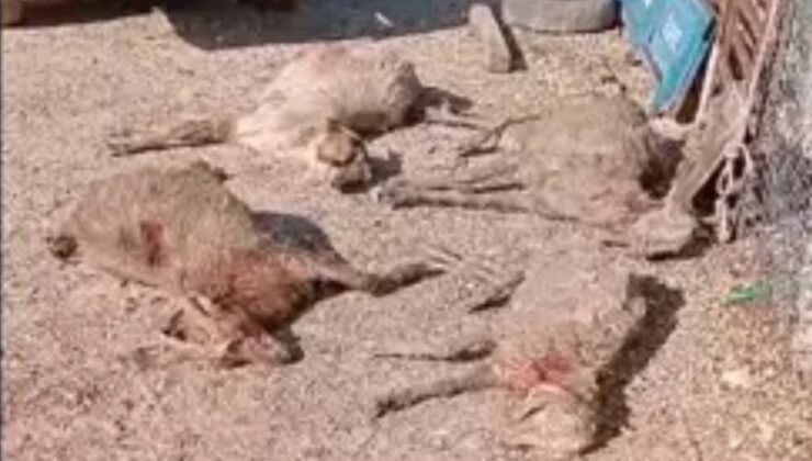 Mersin’de sokak köpeklerinin 26 gebe küçükbaş hayvanı telef ettiği olayda çiftlik sahibi yetkililere seslendi