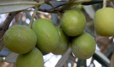 Mersin’den 150 bin tonluk zeytin rekoltesi