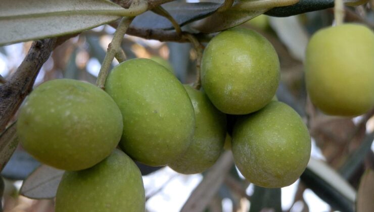 Mersin’den 150 bin tonluk zeytin rekoltesi
