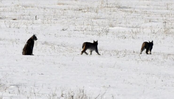 “Ormanın Hayaleti” Sarıkamış Ormanları’nda yavrularıyla görüntülendi