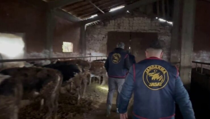 Sakarya’da hayvan hırsızlığı yapan çeteye operasyon: 7 kişi tutuklandı