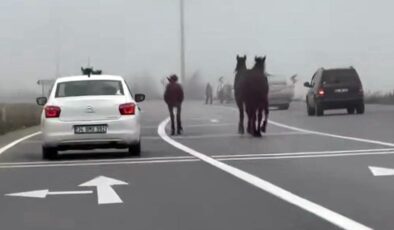 Sakarya’da kara yoluna çıkan atlar, sürücüleri şaşırttı