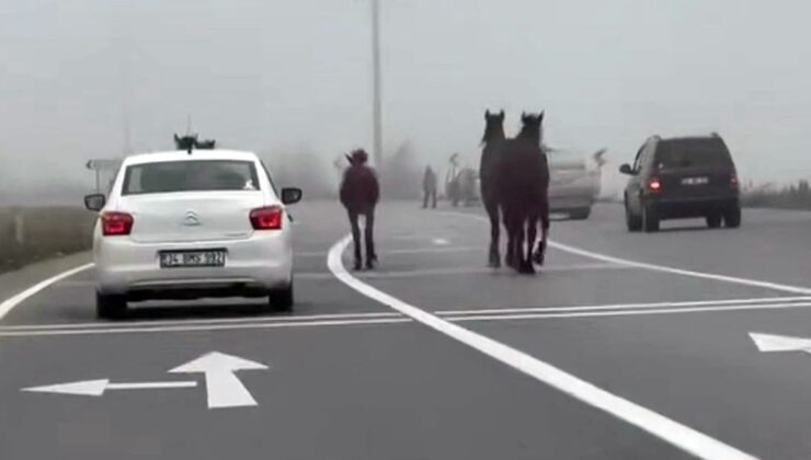 Sakarya’da kara yoluna çıkan atlar, sürücüleri şaşırttı