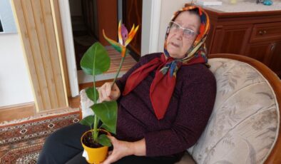 Samsun’da ‘cennet kuşu’ çiçeği plastik çıkınca savcılığa başvurdu