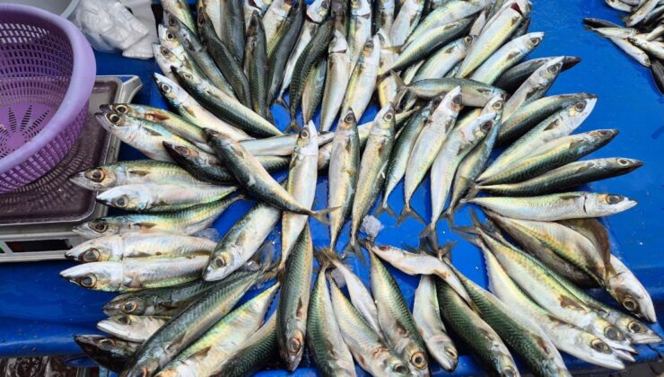 Tekirdağ’da uskumru, istavrit ve mezgit tezgahlarda