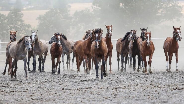TİGEM ihaleyle 16 safkan Arap kısrağı satacak