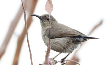 Türkiye’de ilk kez görüldü: Filistin nektarkuşu Samandağ Sahili’nde