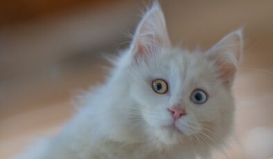 Ankara kedisinin geleceği koruma altına alındı