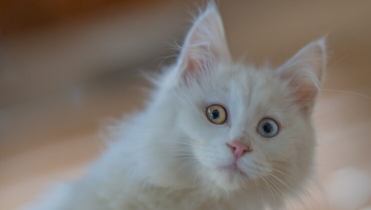 Ankara kedisinin geleceği koruma altına alındı