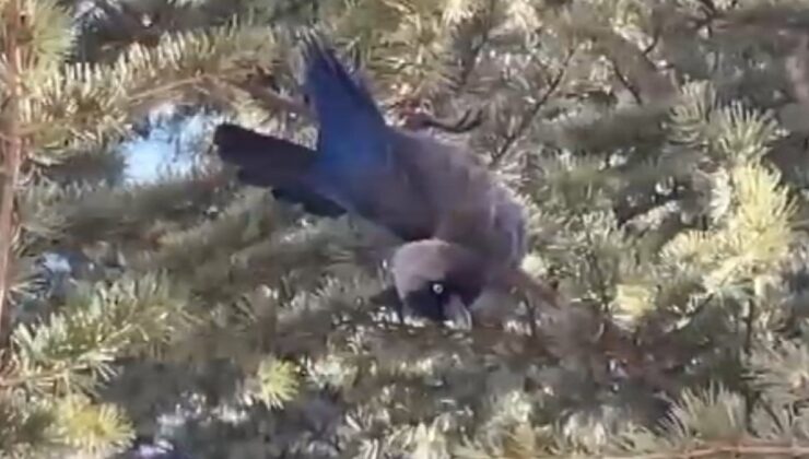 Ankara’da  ağaçta ipe dolanan karga kurtarıldı