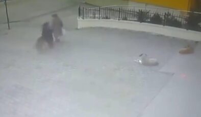 Ankara’da başıboş köpek yaşlı kadına saldırdı
